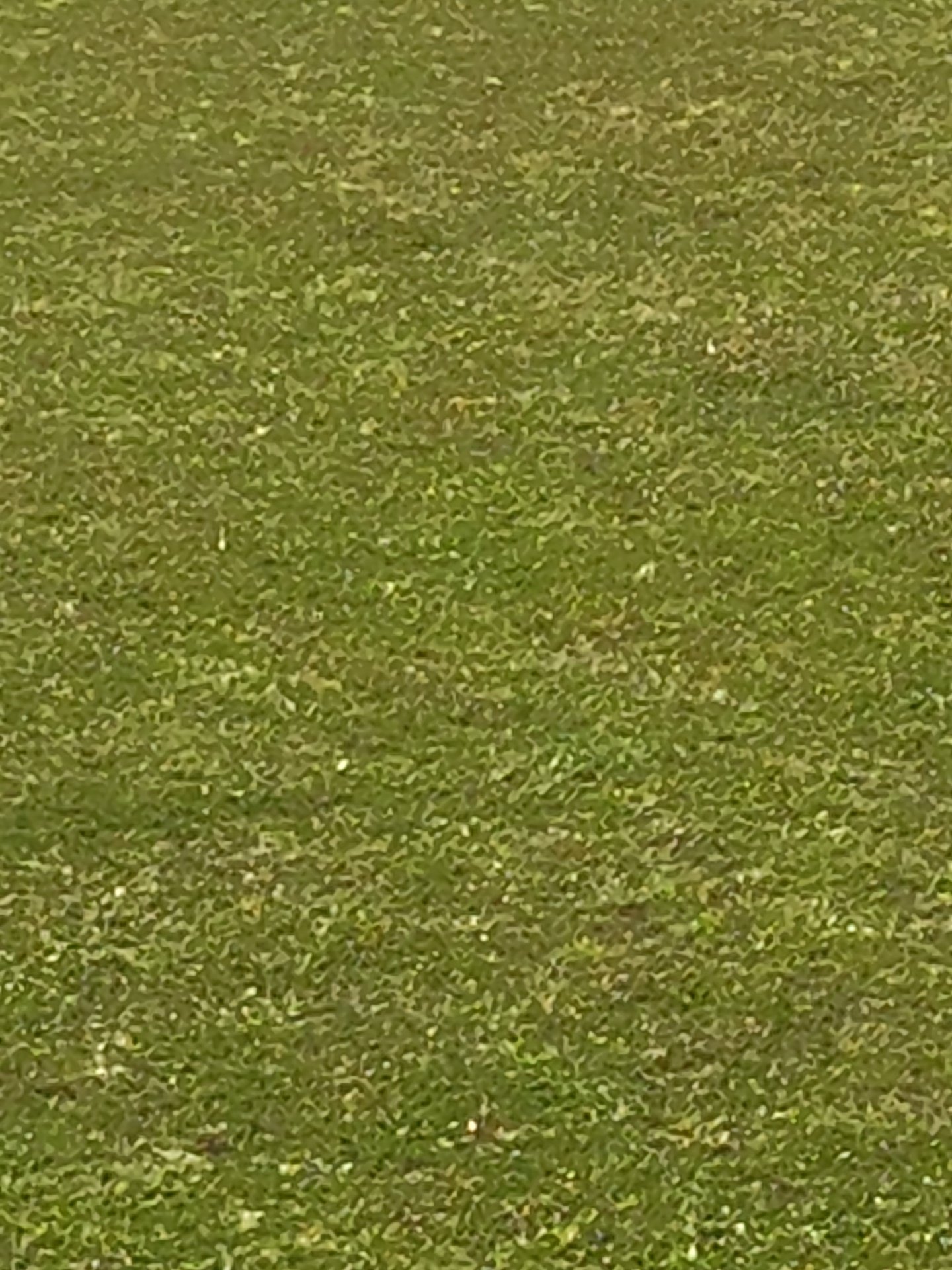 Canera premier league 